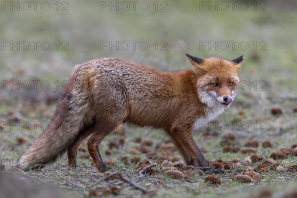 The nose is an important sensory organ for the red fox (Vulpes vulpes) and is regularly cleaned with the tongue, Fuchsfähe, Denmark
