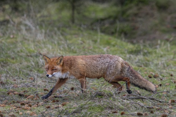 The red fox fähe (Vulpes vulpes) systematically searches for food in its territory and pays attention to every slightest sound, Denmark