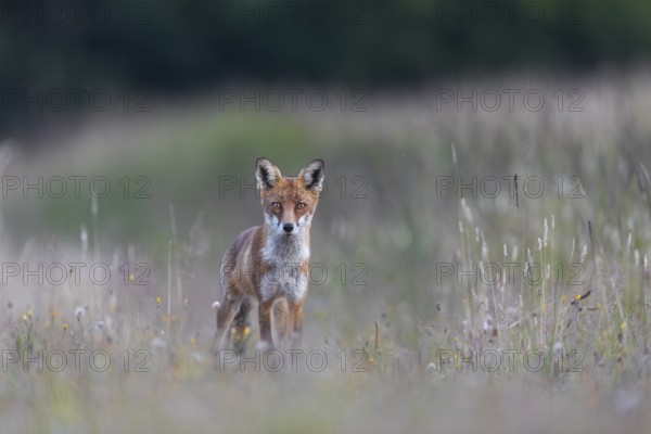 Shortly in front of, this red fox (Vulpes vulpes) tried unsuccessfully to prey on a brown hare, hunting, prey, Denmark