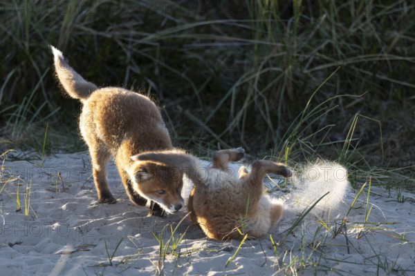 The wild scuffles between the red fox pups (Vulpes vulpes) sometimes get down to business, play, fight, fox burrow, young fox, Denmark