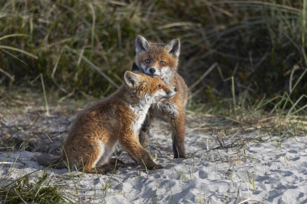 Red fox puppies (Vulpes vulpes) regularly seek close proximity to their siblings and are very affectionate with each other, playing, fighting, fox building, young fox, Denmark