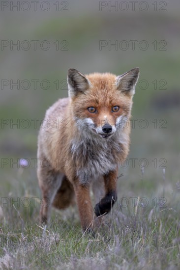 Red fox fähe (Vulpes vulpes) hunting mice, hunting, prey, Denmark