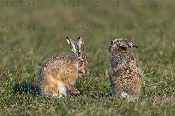 Tense peace between bumper and field hare (Lepus europaeus), mating season, batting season, Germany