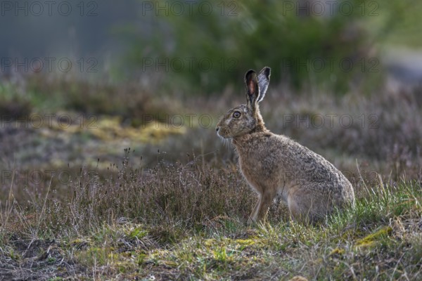 Natural heathlands are a suitable habitat for the brown hare (Lepus europaeus), Denmark