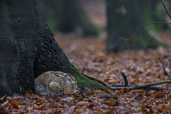 Brown hare (Lepus europaeus) sitting on the trunk of a European beech, Germany