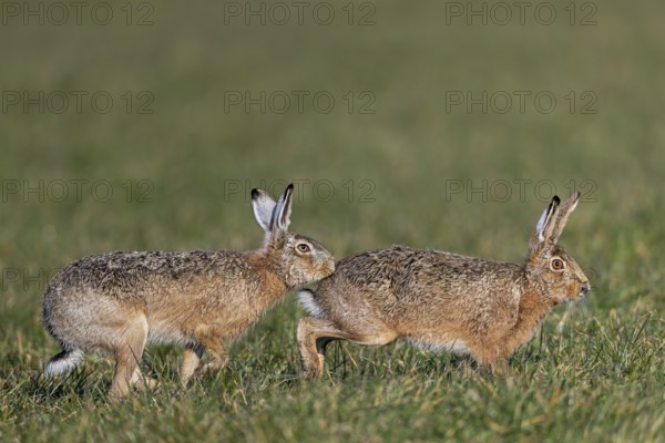 A bumper has positioned herself directly behind the female hare (Lepus europaeus) and touches her abdomen with her nose, mating season, batting season, Germany
