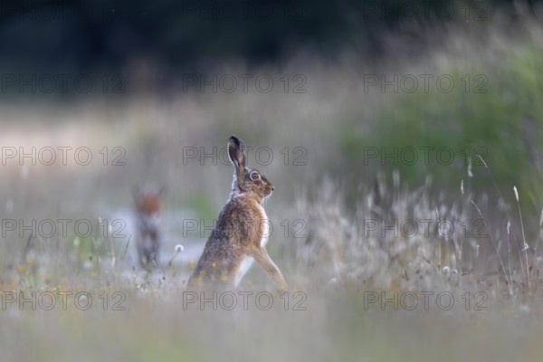 While the hare (Lepus europaeus) watches the red fox (Vulpes vulpes) at any time ready to flee, it continues on its way and ignores its supposed prey, prey animal, alert, prey animal, hunter, hunted, Denmark