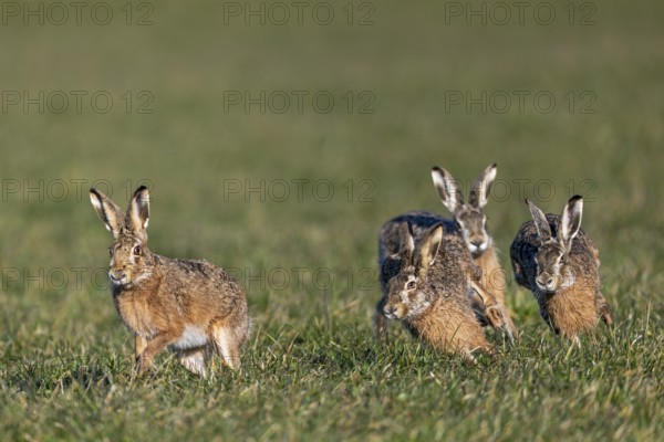 Three bums chase a female hare (Lepus europaeus) during ramming season, mating season, Germany