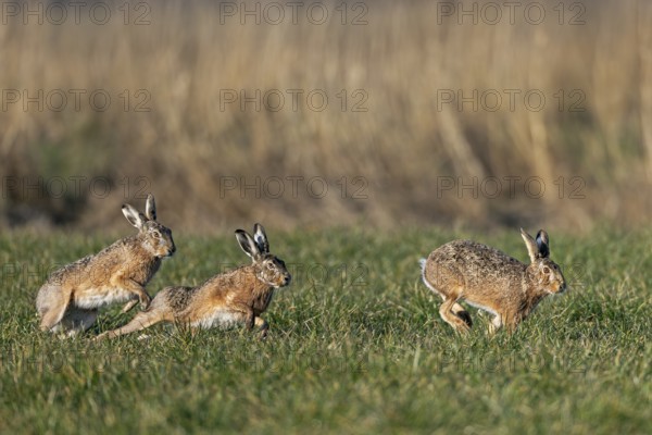 The hares (Lepus europaeus) get down to business during chases, punching, hitting and scratching, mating season, bumping season, Germany