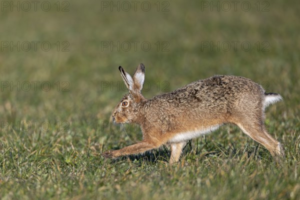 A hare (Lepus europaeus) during the batting season, mating season, Rammel, Germany