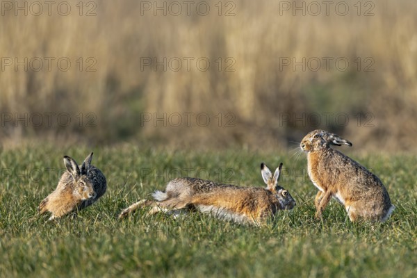 While the bumpers are circling the field hare (Lepus europaeus) in a wild hunt, she stands on the hind legs to ward off attempts to approach, mating season, batting time, Germany