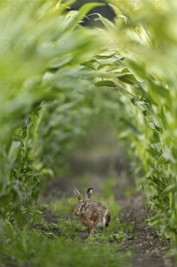 Brown hare (Lepus europaeus) in corn field, Germany