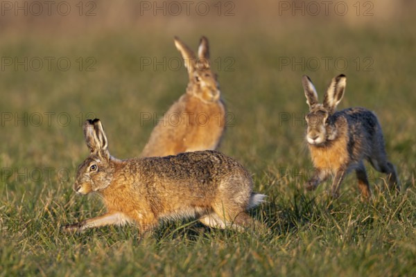 In a wild hunt, the bumpers circle the female brown hare (Lepus europaeus), who eagerly watches the hustle and bustle, mating season, Germany