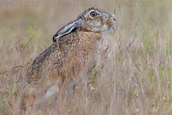 Brown hare (Lepus europaeus) eating a blade of grass, foraging, Germany