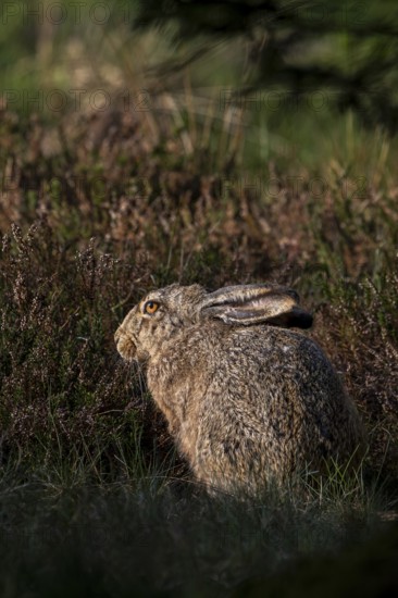 Brown hare (Lepus europaeus) at the edge of a forest meadow, Denmark