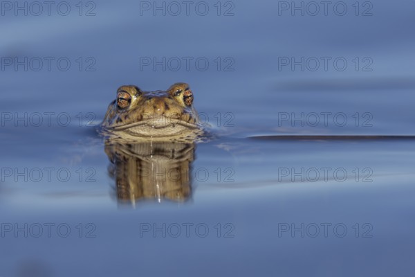 Erdkröte (Bufo bufo), Männchen wartet mit stoischer Ruhe auf das Eintreffen der Weibchen, Fortpflanzung, Laichzeit, Deutschland