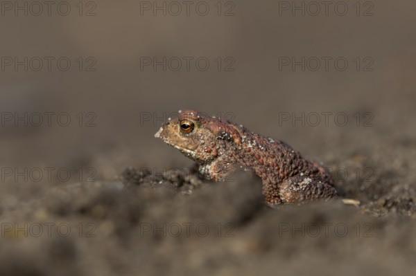 Eine einjährige Erdkröte (Bufo bufo) wagt sich am frühen Abend aus ihrem Tagesversteck und geht auf Nahrungssuche, Deutschland