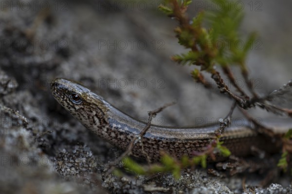 Blindschleiche (Anguis fragilis) nimmt ein Sonnenbad, Heidelandschaft, Deutschland