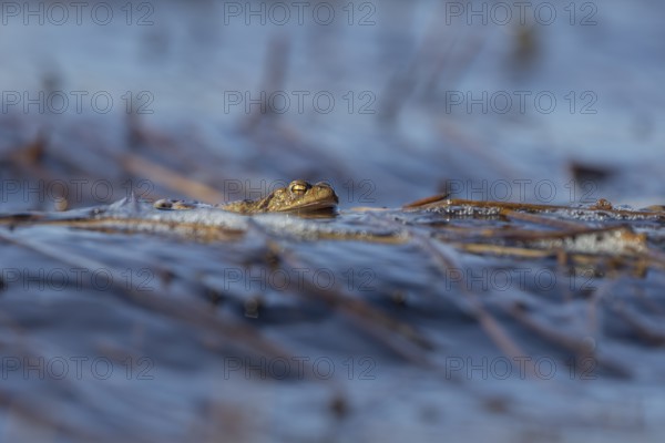 Erdkröte (Bufo bufo), Männchen, die Wellen erschweren den Erdkröten-Männchen das Warten auf die Weibchen, Seeufer, Fortpflanzung, Laichzeit, Deutschland