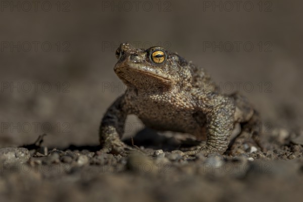 Eine weibliche Erdkröte (Bufo bufo) nutzt den ersten warmen Tag Anfang März, um zum Laichgewässer zu wandern, Krötenwanderung, Deutschland