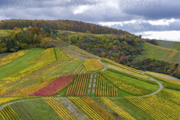 Autumn-colored vineyards with vivid shades of red, yellow and green on wooded hills, near Strümpfelbach im Remstal, Rems-Murr-Kreis, Baden-Württemberg, Germany