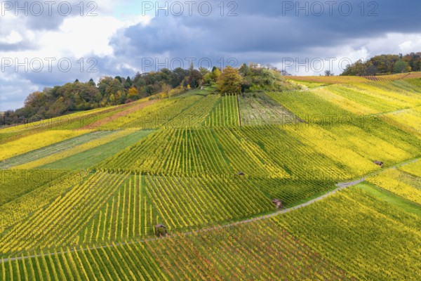 Colourful autumn landscape with geometrically arranged vineyards and trees under a cloudy sky, near Strümpfelbach im Remstal, Rems-Murr-Kreis, Baden-Württemberg, Germany