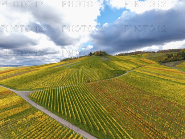Golden and green vineyards under a dramatically cloudy sky in autumn, near Strümpfelbach im Remstal, Rems-Murr-Kreis, Baden-Württemberg, Germany