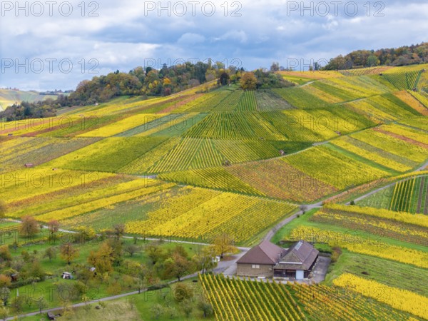 A wine press surrounded by symmetrically arranged vineyards in shades of yellow and green under clouds, autumn, near Strümpfelbach im Remstal, Rems-Murr-Kreis, Baden-Württemberg, Germany