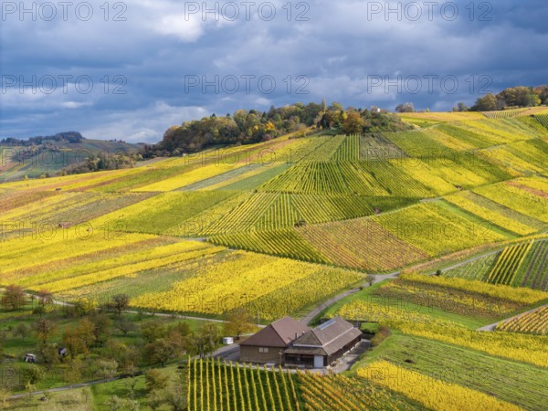 A wine press in the midst of yellow and green vineyards under a blue cloud sky, near Strümpfelbach im Remstal, Rems-Murr-Kreis, Baden-Württemberg, Germany