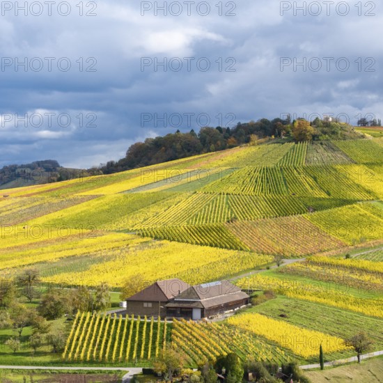 A winepress nestled in bright yellow and green vineyards with dramatic skies, autumn, near Strümpfelbach im Remstal, Rems-Murr-Kreis, Baden-Württemberg, Germany