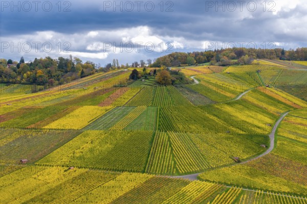 Detailed landscape view of vineyards with autumnal yellow and green shades under clouds, near Strümpfelbach im Remstal, Rems-Murr-Kreis, Baden-Württemberg, Germany