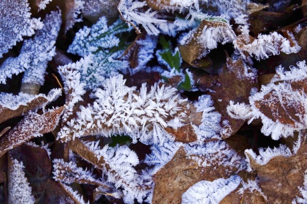 Hoarfrost in nature, macro photography, winter, Germany