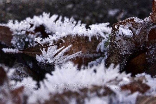 Hoarfrost in nature, winter, Germany
