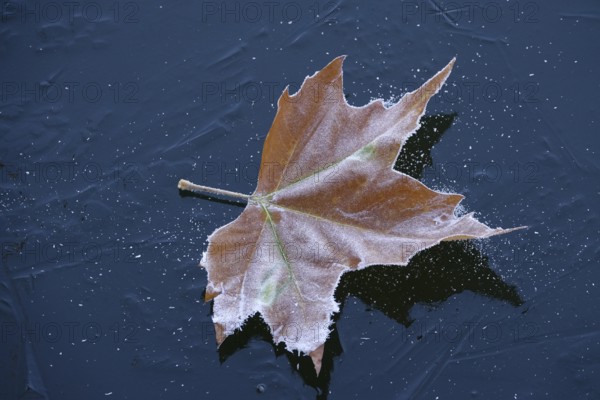 Hoarfrost in nature, leaf on a frozen lake, winter, Germany