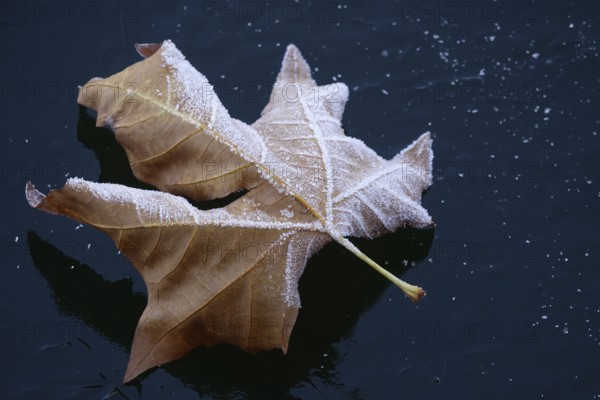 Hoarfrost in nature, leaf on a lake, winter, Germany