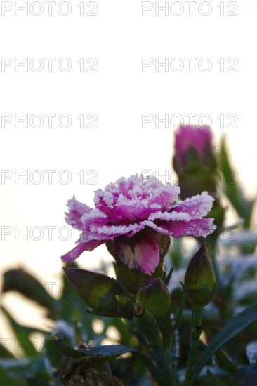 Hoarfrost in nature, flower, winter, Germany