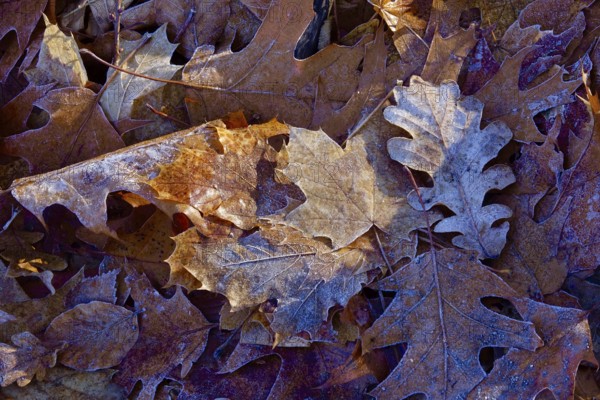 Hoarfrost in nature, leaves, winter, Germany