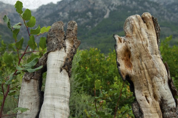 Weathered stumps of olive trees, Majorca, Spain