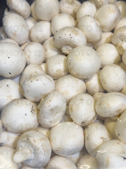 Fresh mushrooms in bowl with cling film with small air holes on display from retailer grocery store, Germany