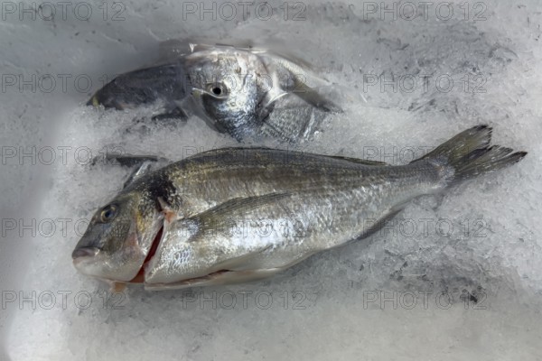 Display of fish caught whole fish bream royal (Sparus aurata) on ice in refrigerated counter Fish counter from fishmonger fish sale, grocery store, wholesale, fish trade, specialty store, Germany