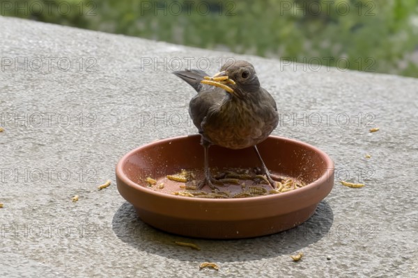 Symbolic picture for year-round feeding of local wild birds songbird here female specimen animal blackbird (Turdus merula) black thrush in spring during breeding season has several mealworms in its beak sitting in a feeding bowl, Germany