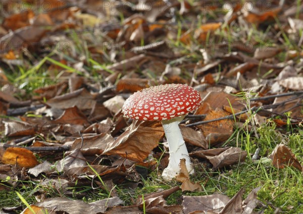 Red toadstool (Amanita muscaria), fruiting body, in autumn leaves, North Rhine-Westphalia, Germany