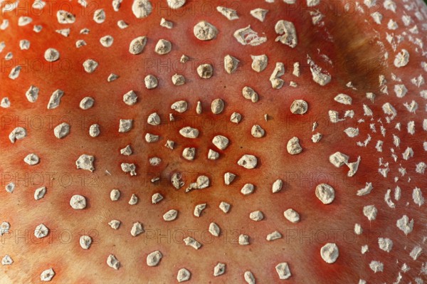 Red toadstool (Amanita muscaria), from above, fruiting body, North Rhine-Westphalia, Germany