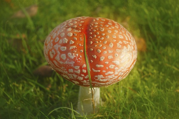 Red toadstool (Amanita muscaria), fruiting body, with alienation, North Rhine-Westphalia, Germany