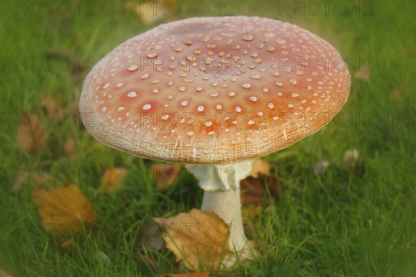 Toadstool (Amanita muscaria), fruiting body, North Rhine-Westphalia, Germany