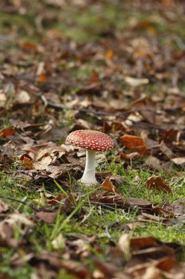 Red toadstool (Amanita muscaria), fruiting body, in autumn leaves, North Rhine-Westphalia, Germany