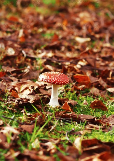 Red toadstool (Amanita muscaria), fruiting body, in autumn leaves, oil color effect, North Rhine-Westphalia, Germany