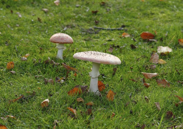 Two toadstools (Amanita muscaria), fruiting body, North Rhine-Westphalia, Germany