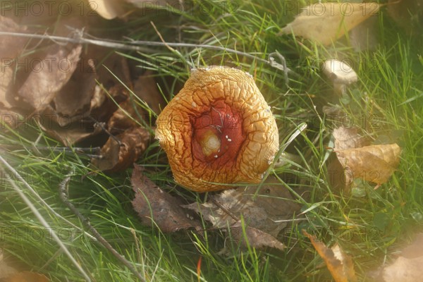 Red toadstool (Amanita muscaria), fruiting body, with alienation, from above, North Rhine-Westphalia, Germany