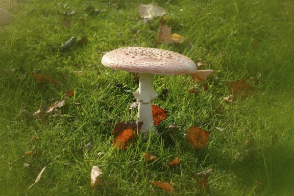 Toadstool (Amanita muscaria), fruiting body, with alienation, North Rhine-Westphalia, Germany